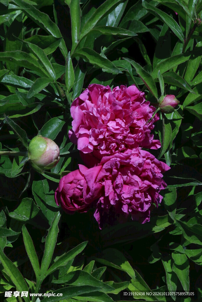 芍药花  