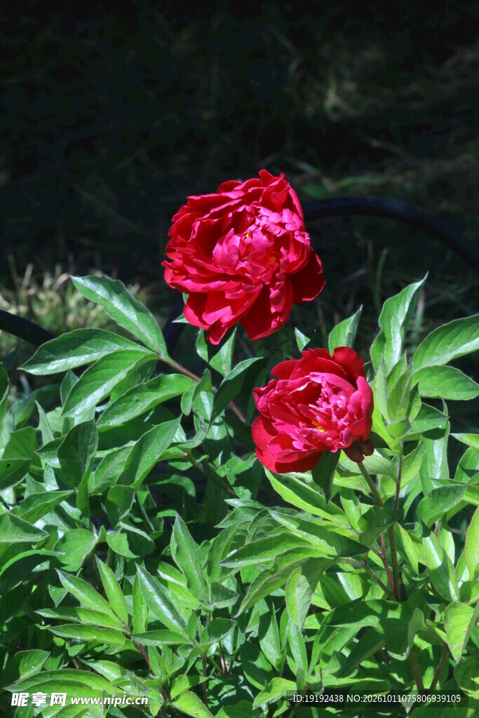 芍药花  