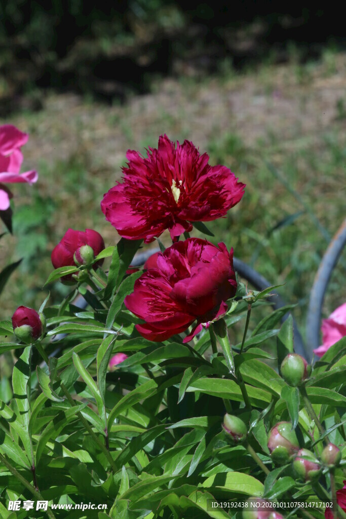 芍药花 