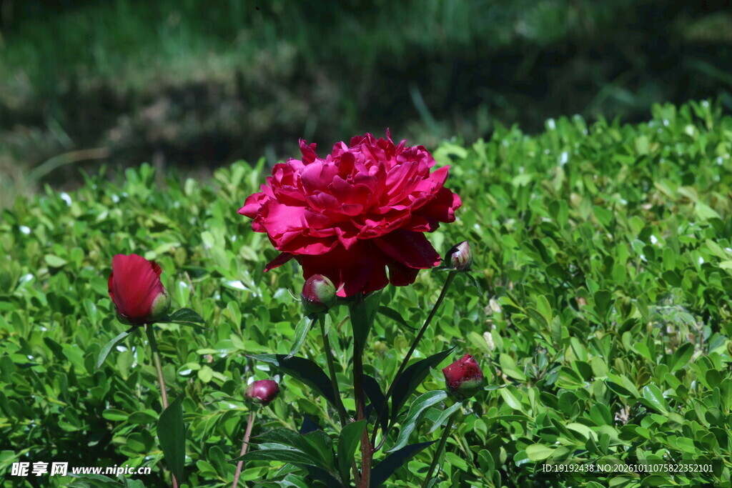 芍药花 