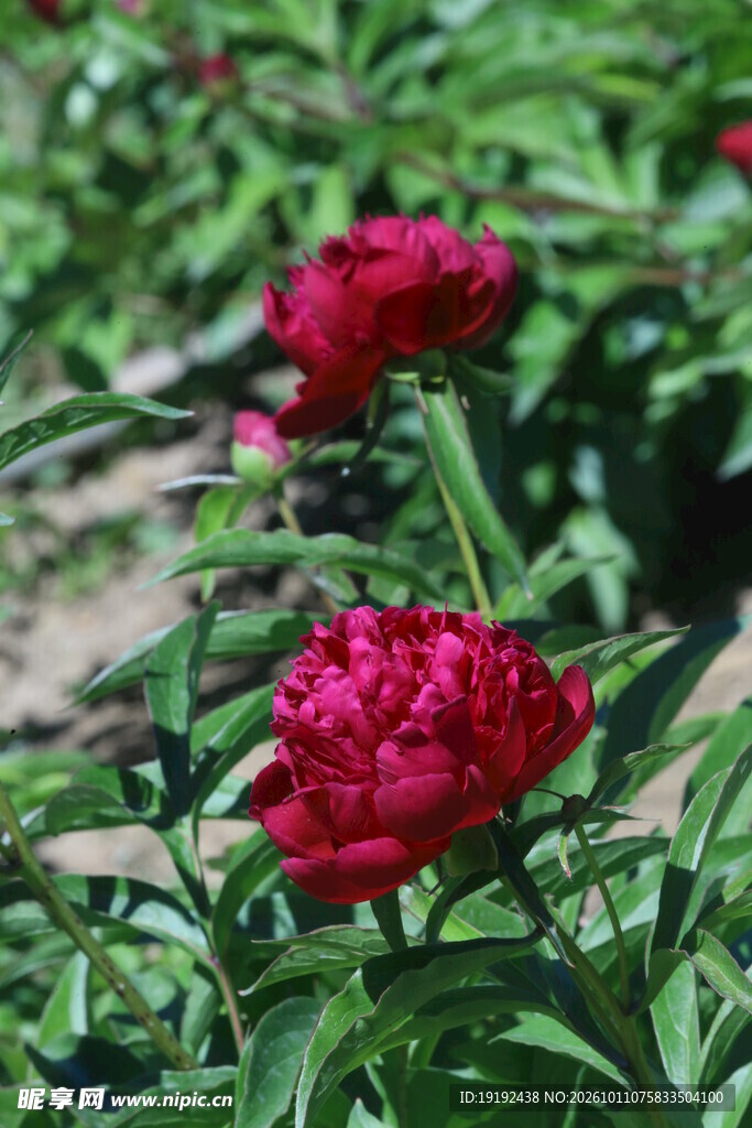 芍药花 