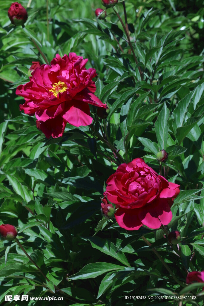 芍药花  
