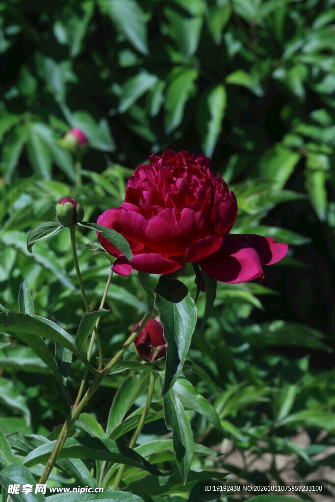 芍药花  