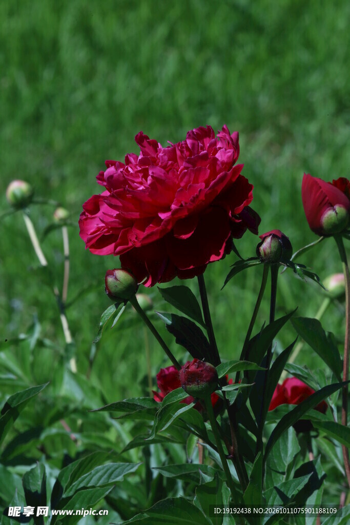芍药花 