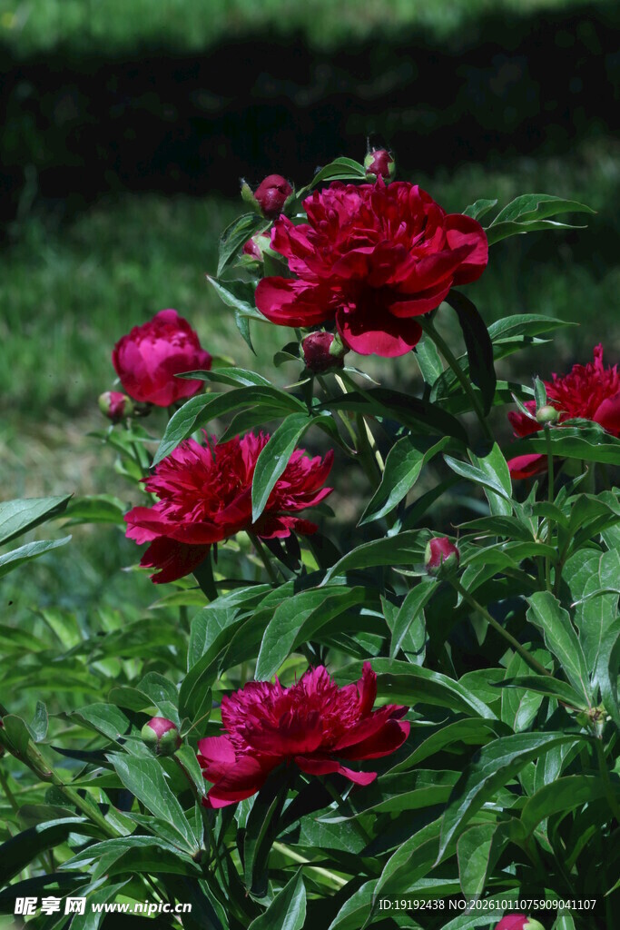 芍药花 
