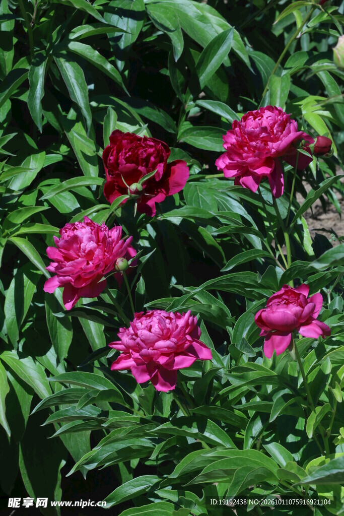 芍药花  