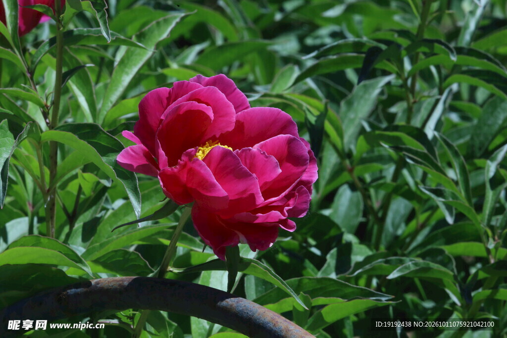 芍药花  