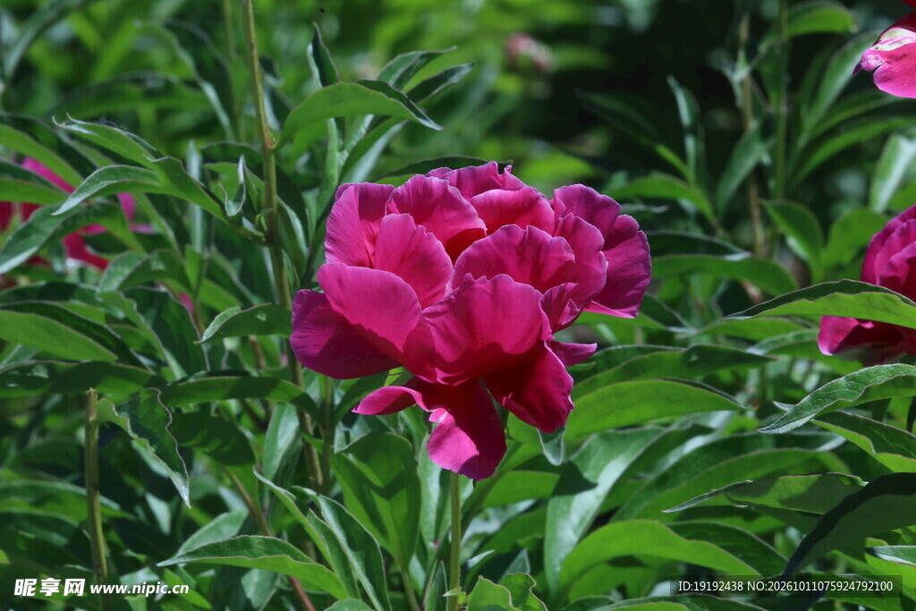 芍药花 