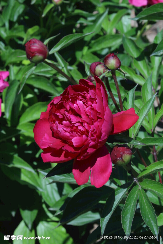 芍药花 