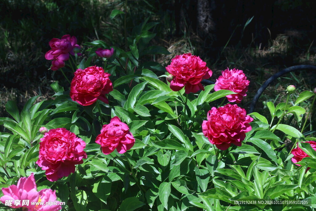 芍药花  