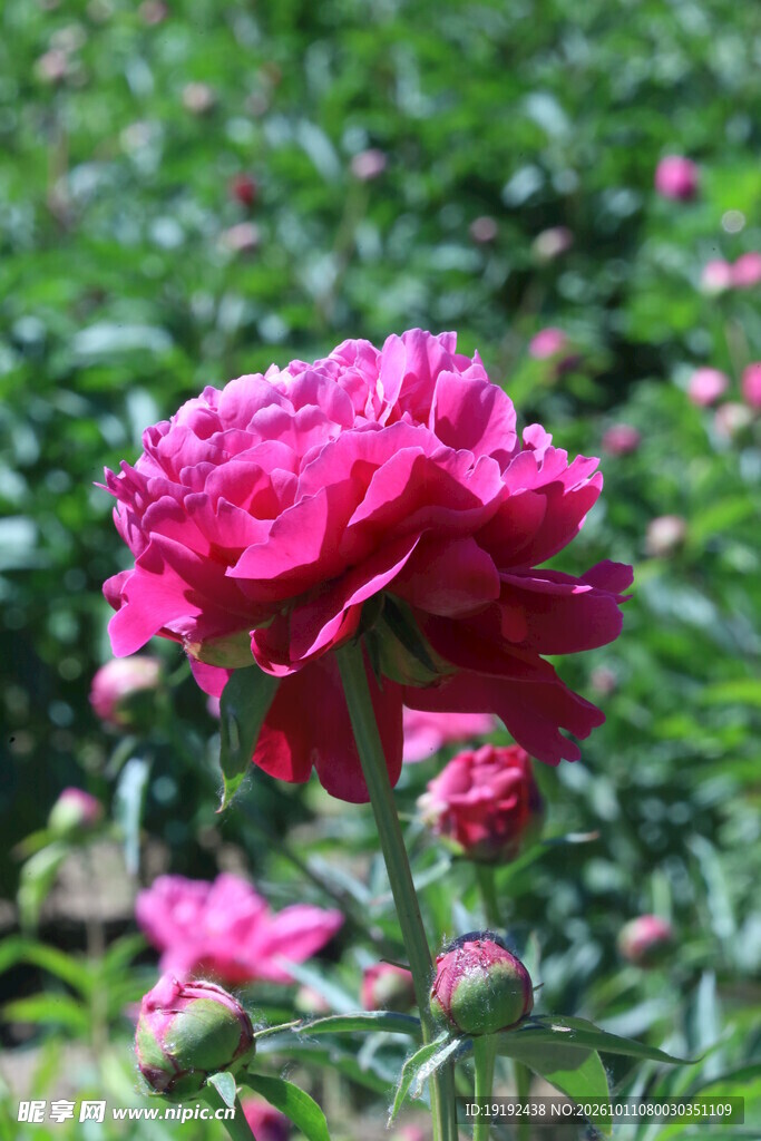 芍药花  
