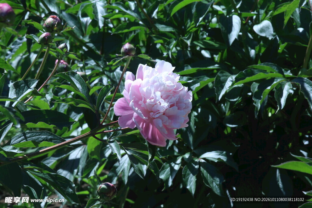 芍药花  