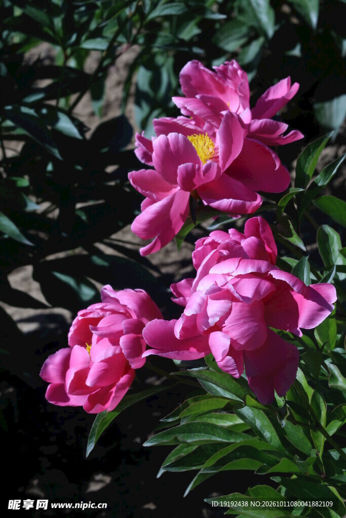 芍药花 
