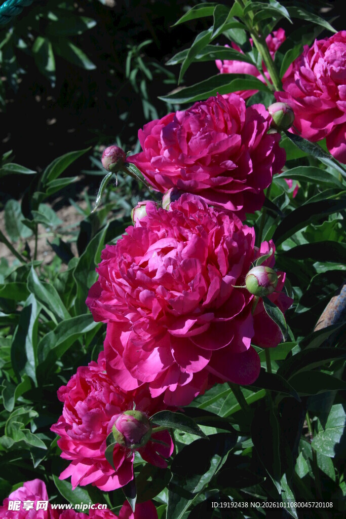 芍药花 