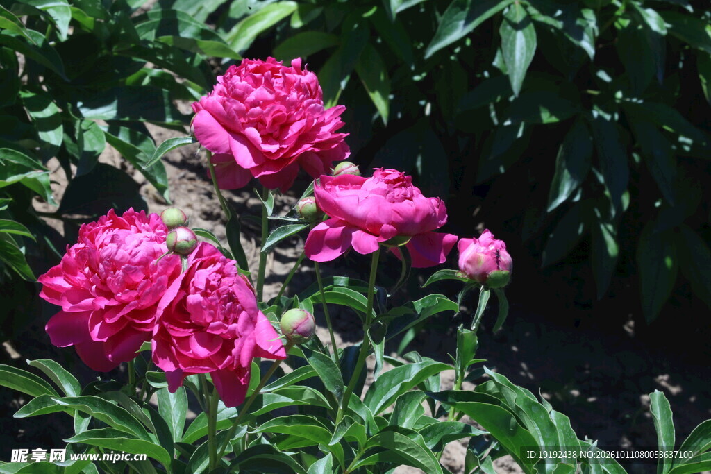 芍药花 