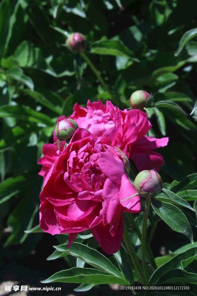芍药花 