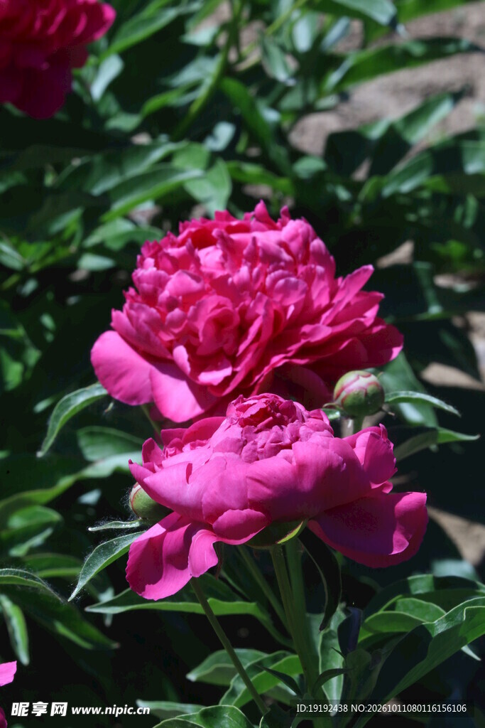 芍药花 