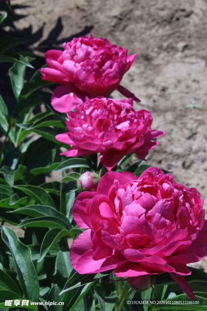 芍药花  