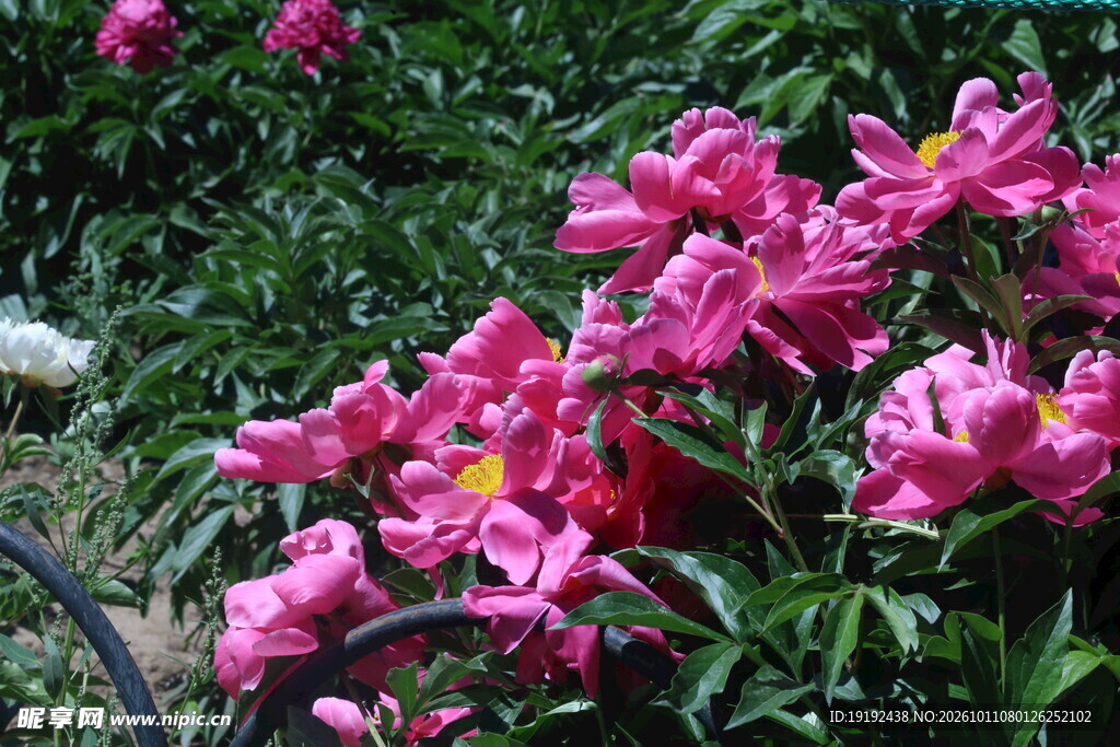 芍药花  
