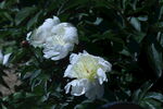 芍药花  