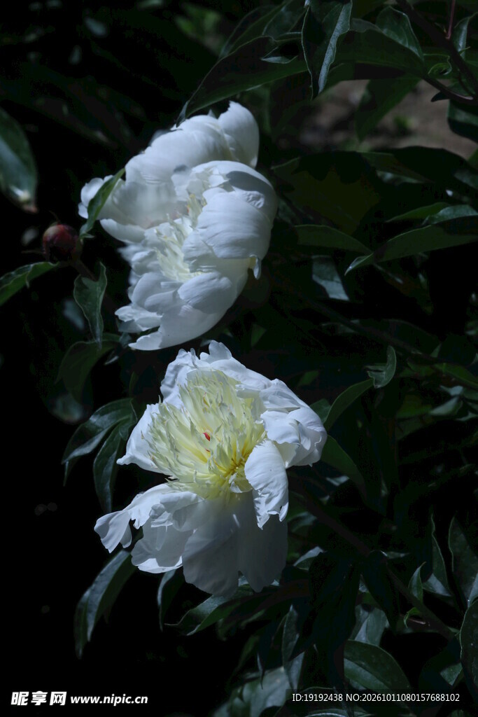 芍药花  