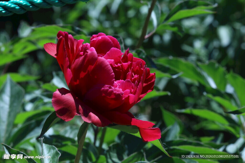 芍药花 