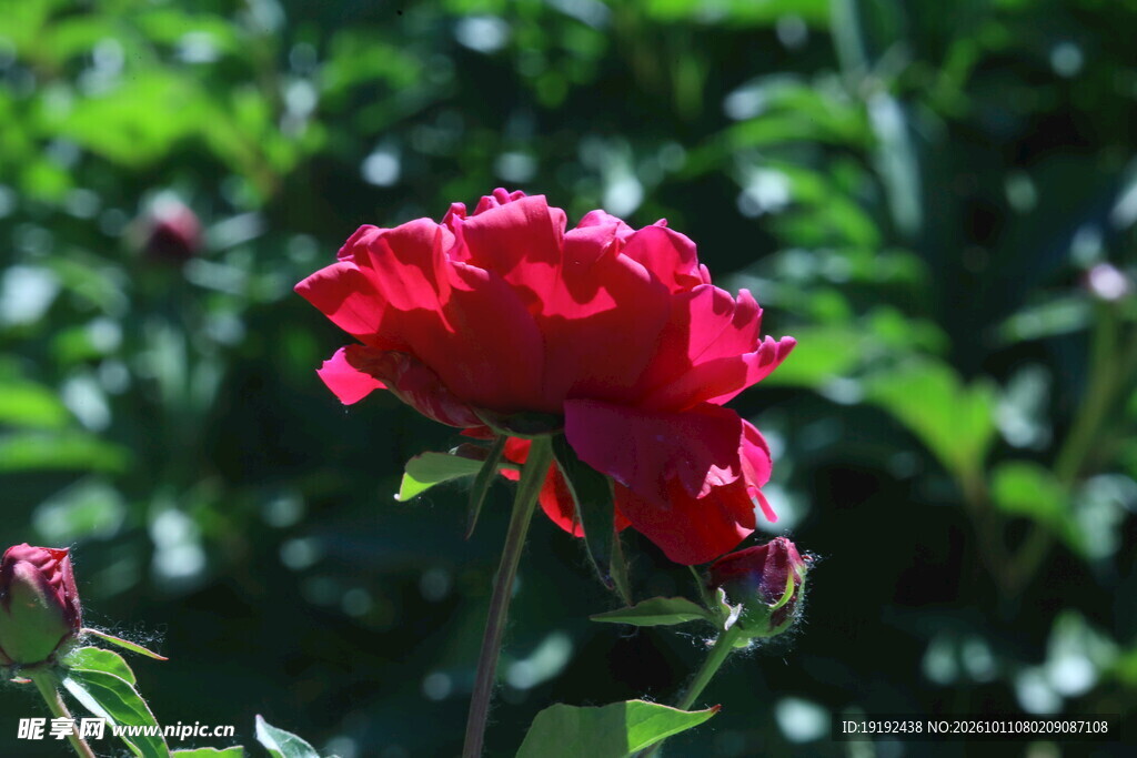 芍药花  