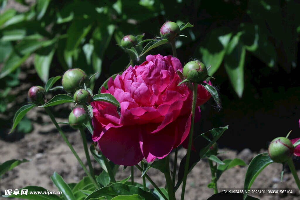 芍药花  