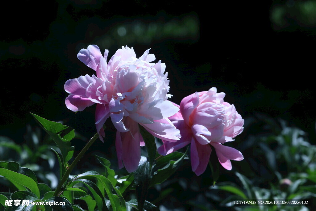 芍药花  