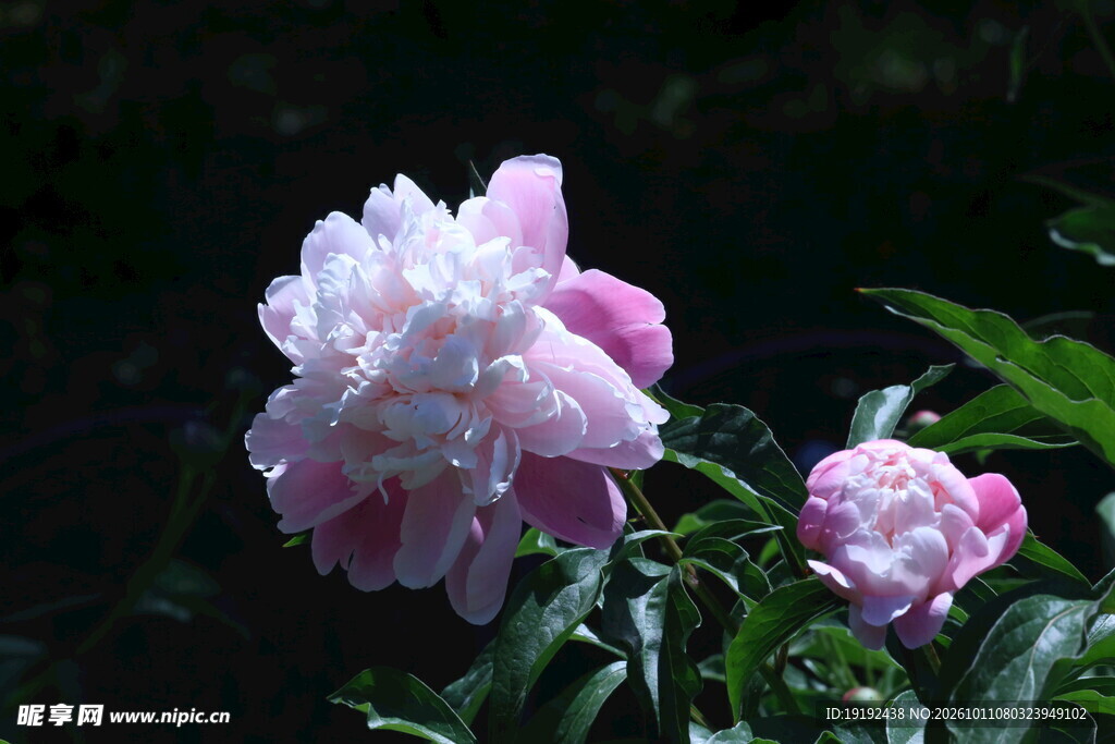 芍药花 