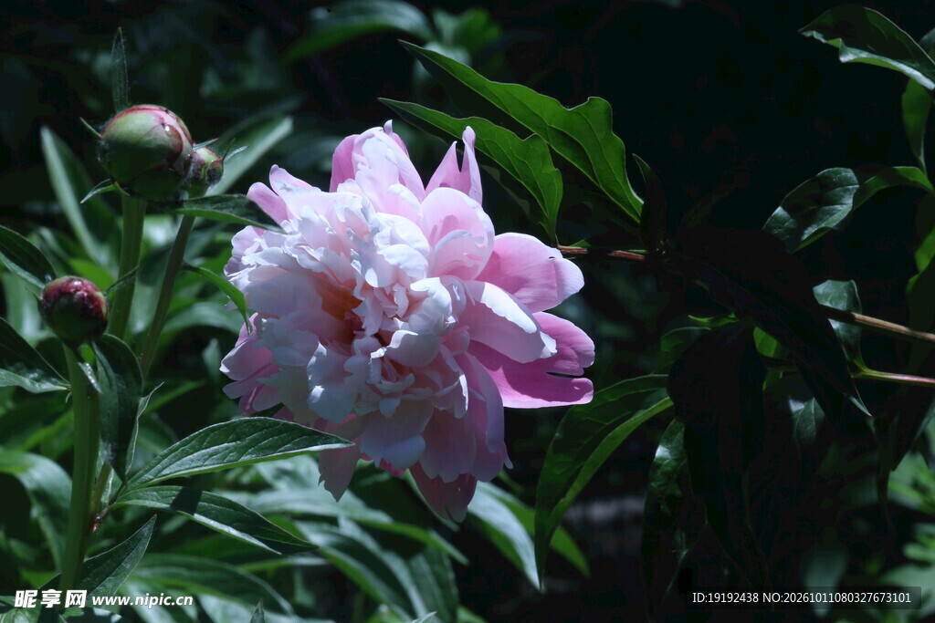 芍药花  