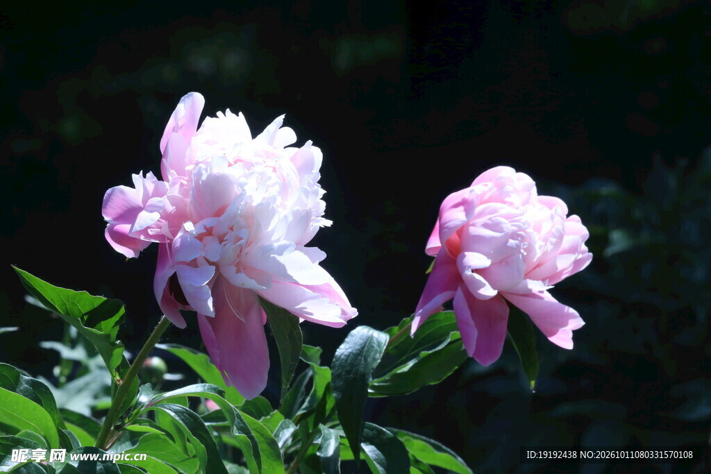 芍药花  