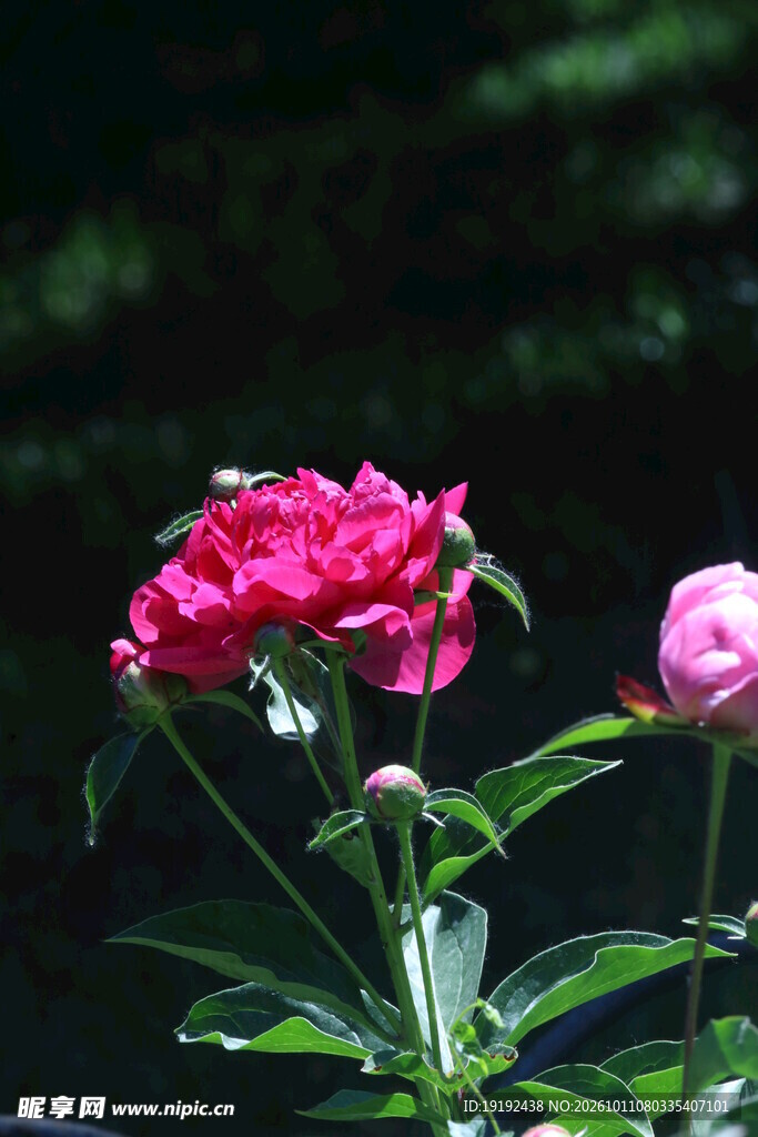 芍药花  