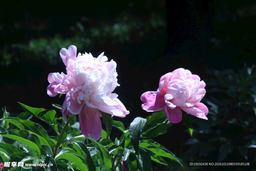 芍药花 