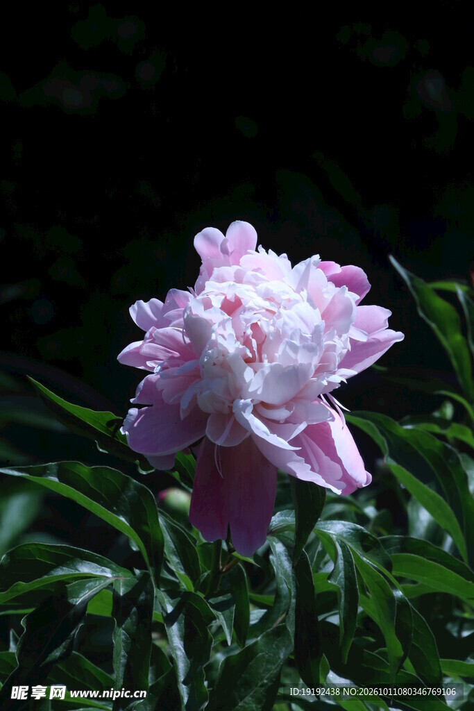 芍药花 
