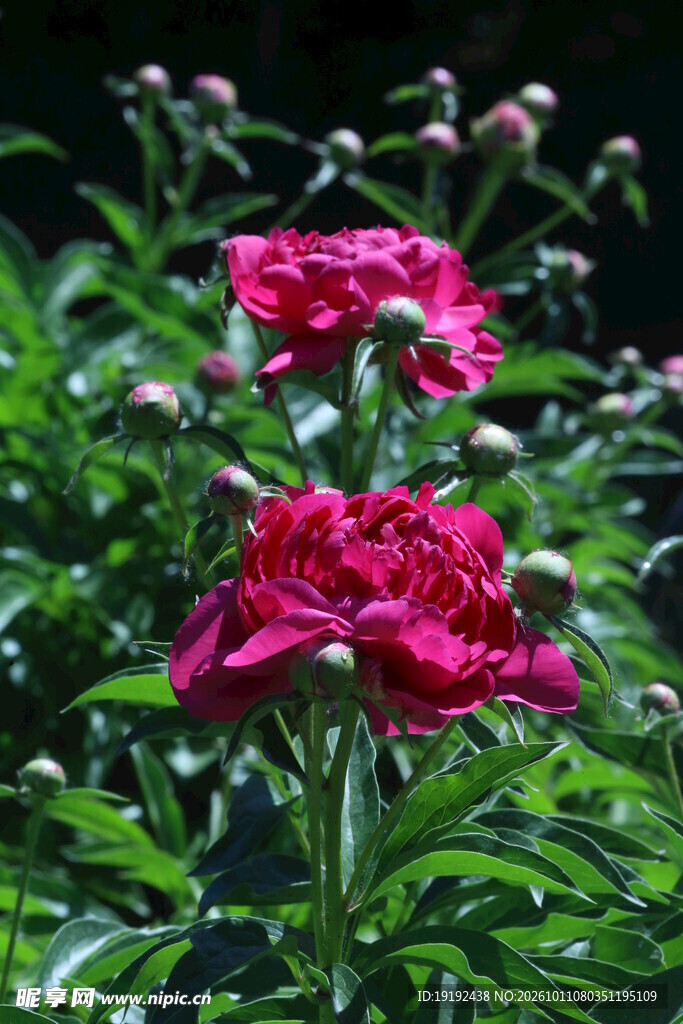 芍药花  