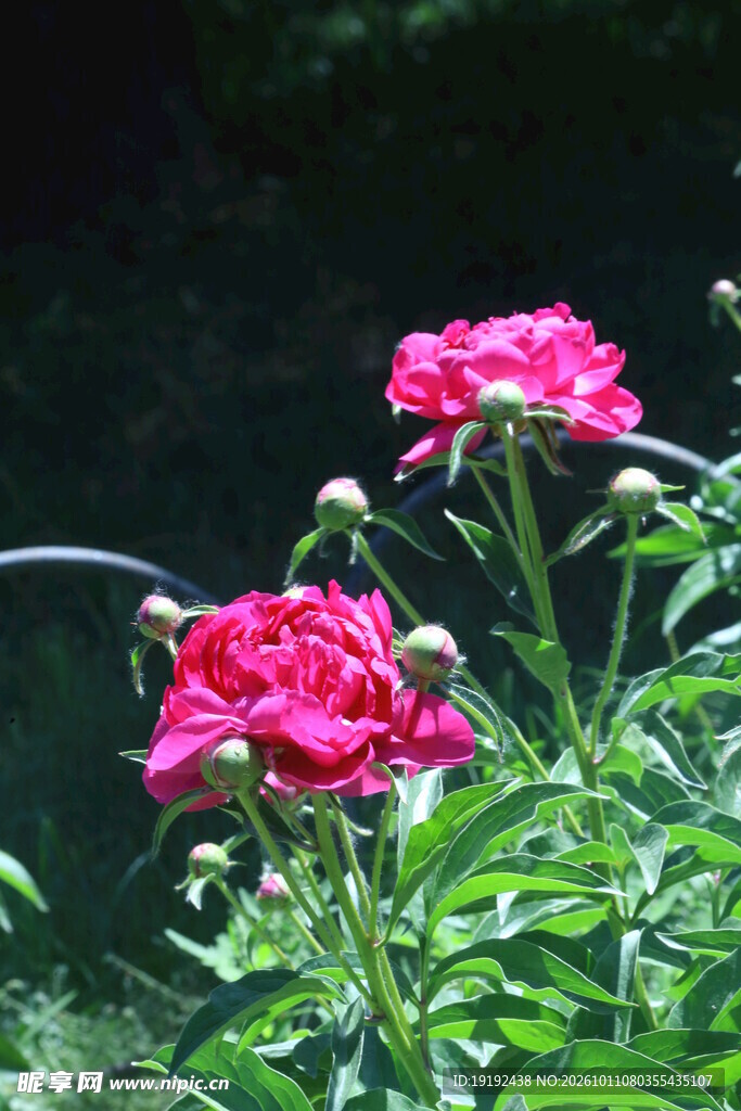 芍药花   
