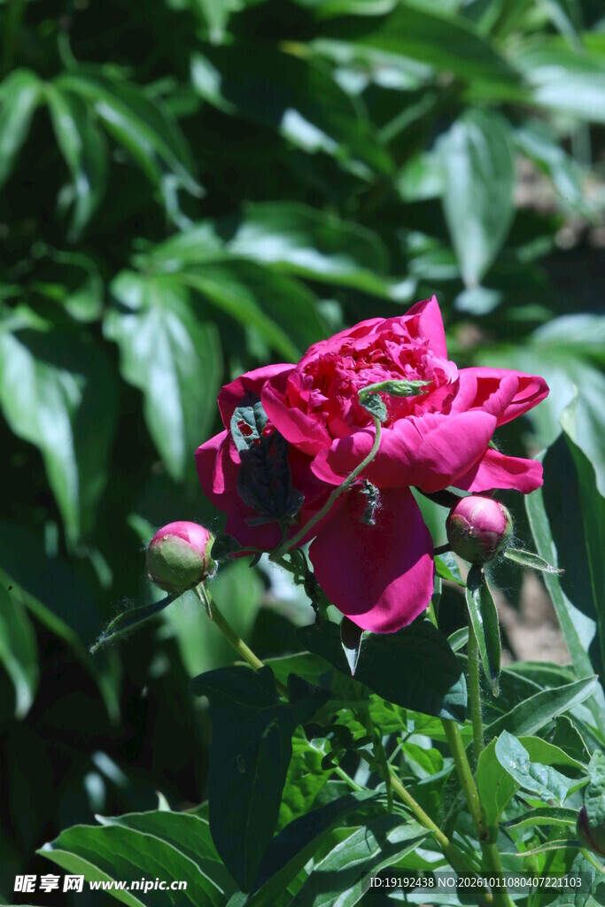 芍药花 
