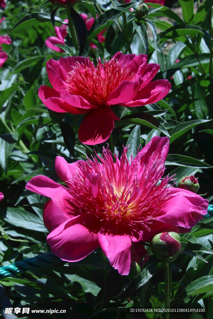 芍药花 