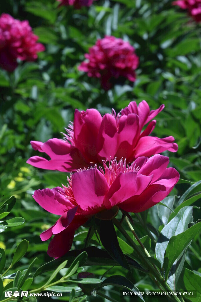 芍药花  