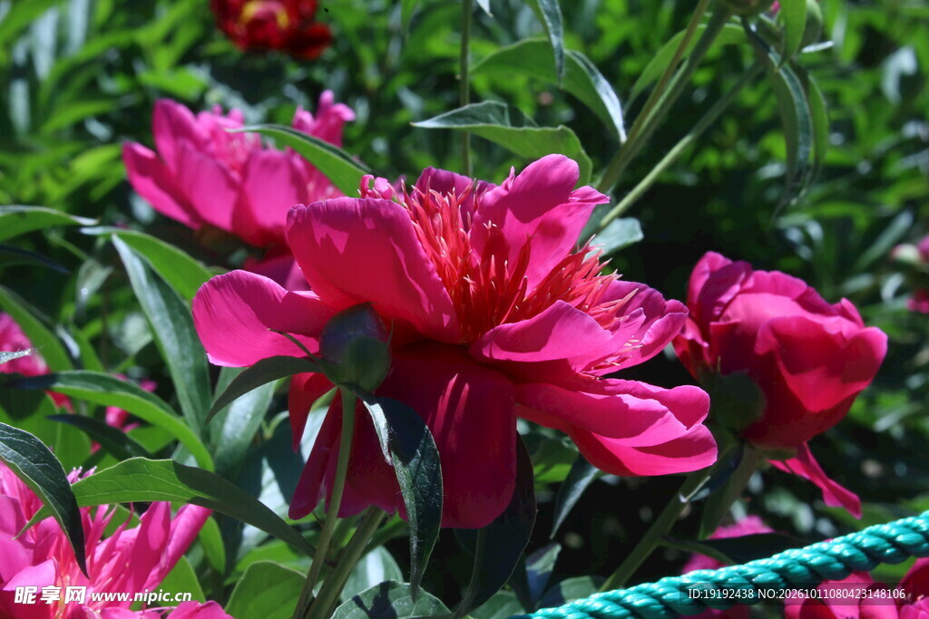 芍药花  