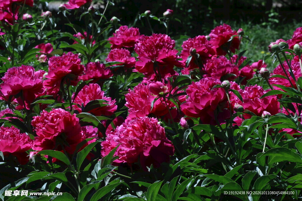 芍药花  