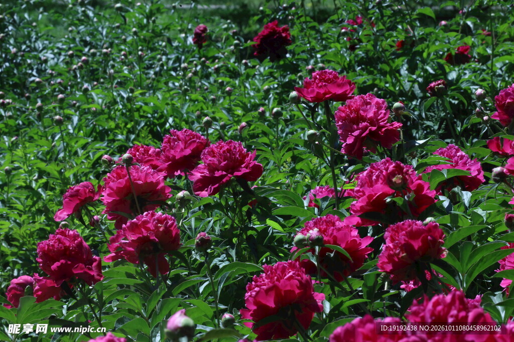 芍药花  