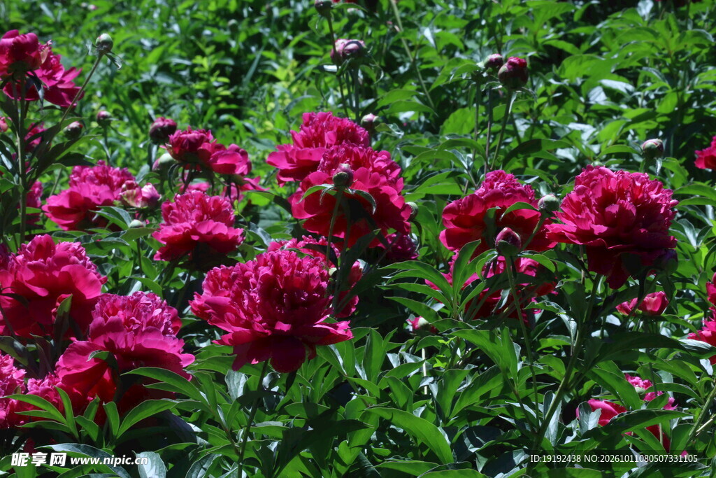 芍药花  