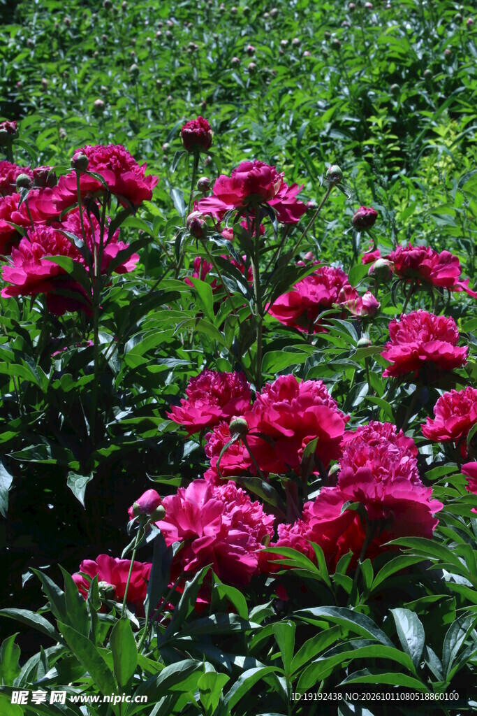 芍药花  