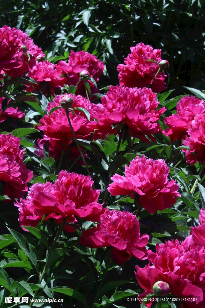 芍药花 