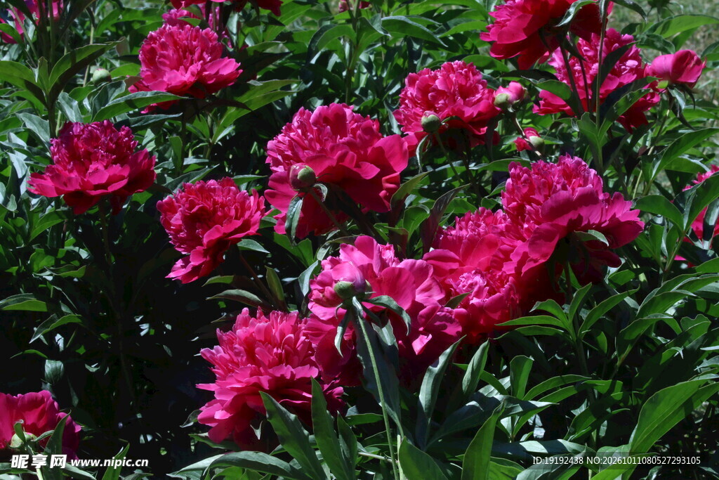 芍药花  