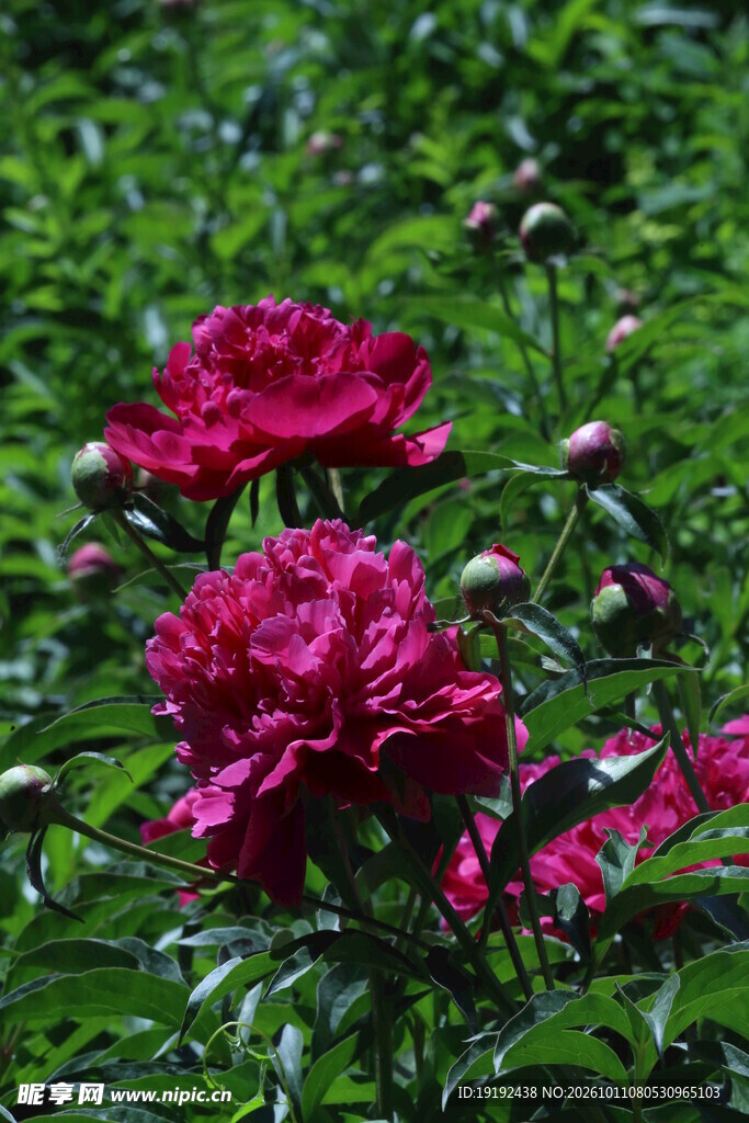 芍药花