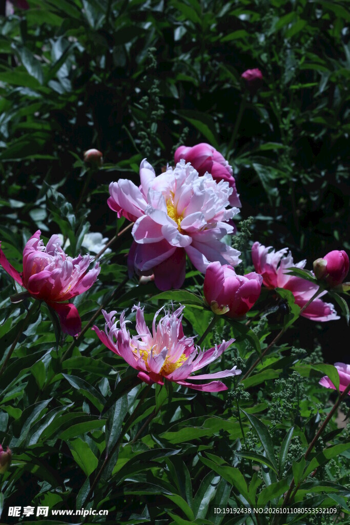 芍药花 