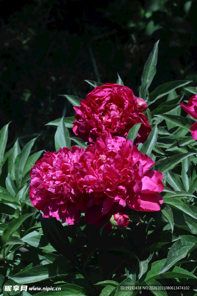 芍药花  